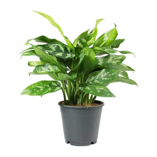 chinese evergreen