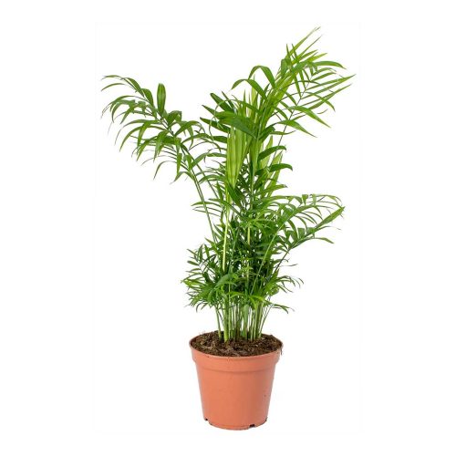 areca palm