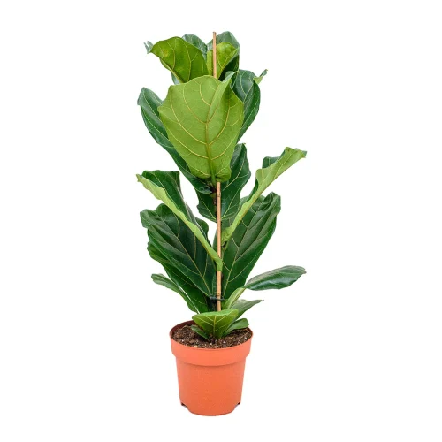 fiddle leaf fig