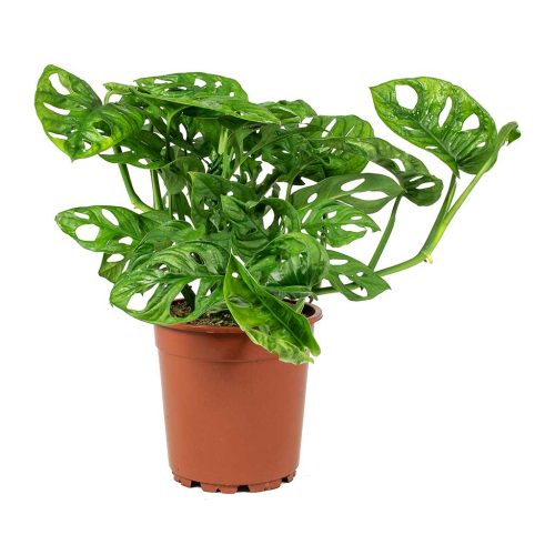 swiss cheese plant