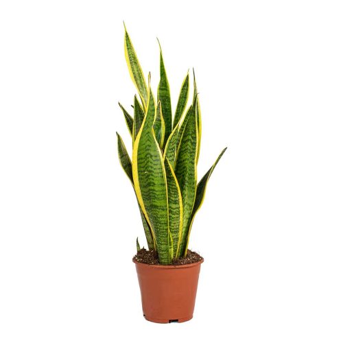 snake plant