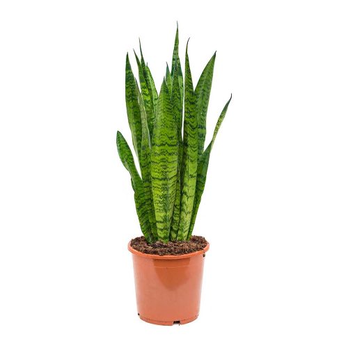 snake plant