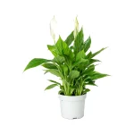 Peace Lily plant