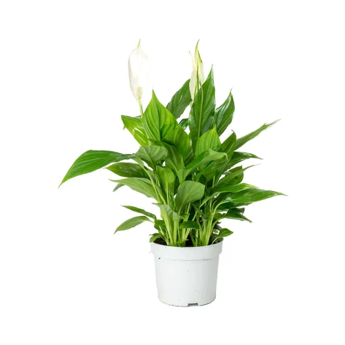 Peace Lily plant