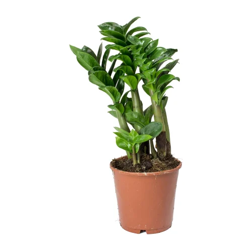 zz plant