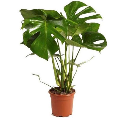 Monstera Deliciosa Plant