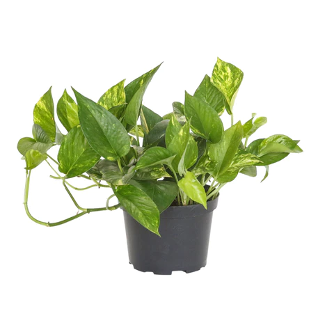 Golden Pothos Plant