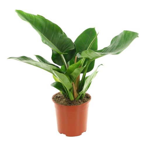 philodendron