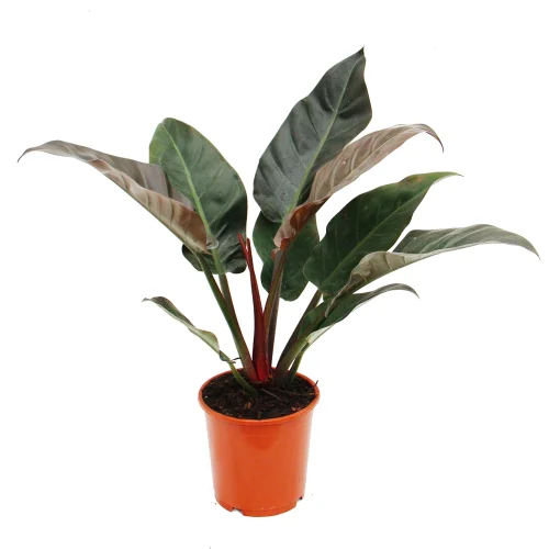 red leaf philodendron