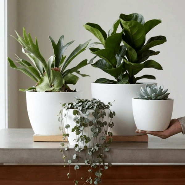 Minimalist Mini Tapered Round Planter White