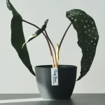 Minimalist Mini Tapered Round Plastic Planter Black - Image 8
