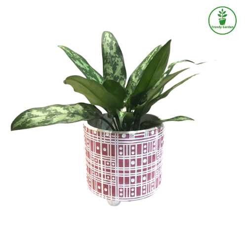 Chinese Evergreen Plant