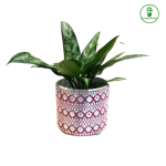 Chinese Evergreen Plant