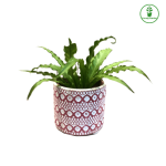 fern plant