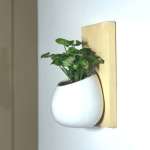 plant holder