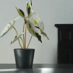 Minimalist Mini Wide Rim Round Plastic Planter Black - Image 6