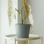 Minimalist Mini Wide Rim Round Plastic Planter Blue Gray - Image 8