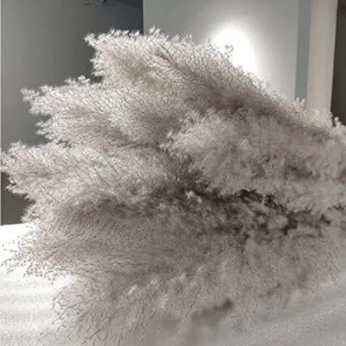 Dried Pampas Grass Natural Grey