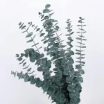 Dried Eucalyptus Natural Green - Image 4