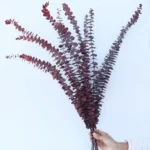 Dried Eucalyptus Natural Red - Image 6