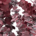 Dried Eucalyptus Natural Red - Image 4