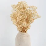 Dried Baby’s Breath Gypsophila Grass - Image 7