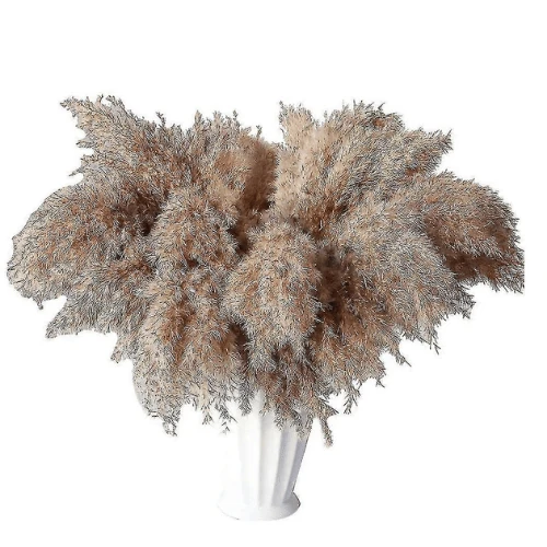 Dried Pampas Grass Neutral Blush