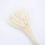 Dried Wheat Ear Grass - Image 4