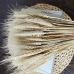 Dried Wheat Ear Grass - Image 8