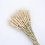 Dried Wheat Ear Grass - Image 9