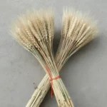 Dried Wheat Ear Grass - Image 3