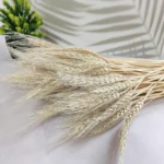 Dried Wheat Ear Grass