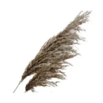 Dried Reed Grass - Image 8