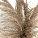 Dried Reed Grass - Image 10