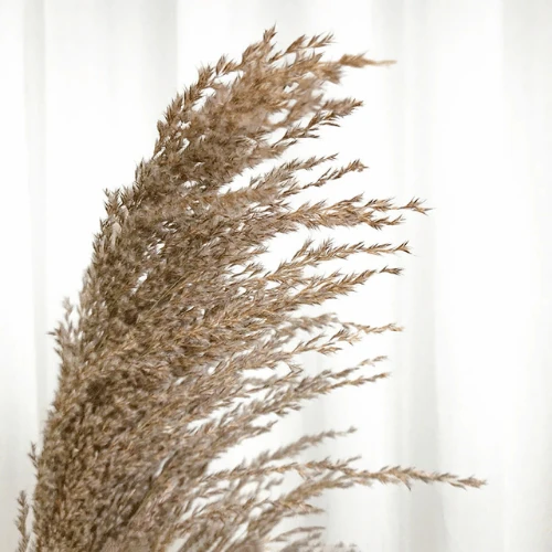 Dried Reed Grass