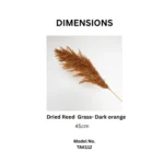 Dried Reed Grass - Image 2