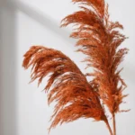Dried Reed Grass - Image 3