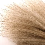 Natural Reed Grass Beige - Image 4