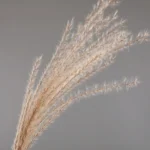 Natural Reed Grass Beige - Image 5