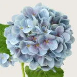 3D Printed Hydrangea Flower Rich Blue 
