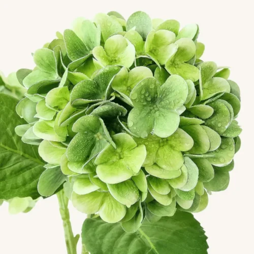 Real Touch Hydrangea Flower Green