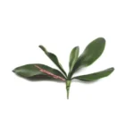 Real Touch Artificial Orchid Leaf 