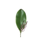 Real Touch Artificial Orchid Leaf  - Image 8