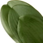 Real Touch Artificial Orchid Leaf  - Image 10