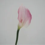 Artificial Calla Lily Flower  - Image 15