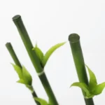 Artificial Bamboo Stem  - Image 3