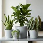 Minimalist Mini Wide Rim Round Planter Light Gray - Image 6