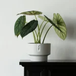Minimalist Mini Classic Round Plastic Planter light Gray - Image 5