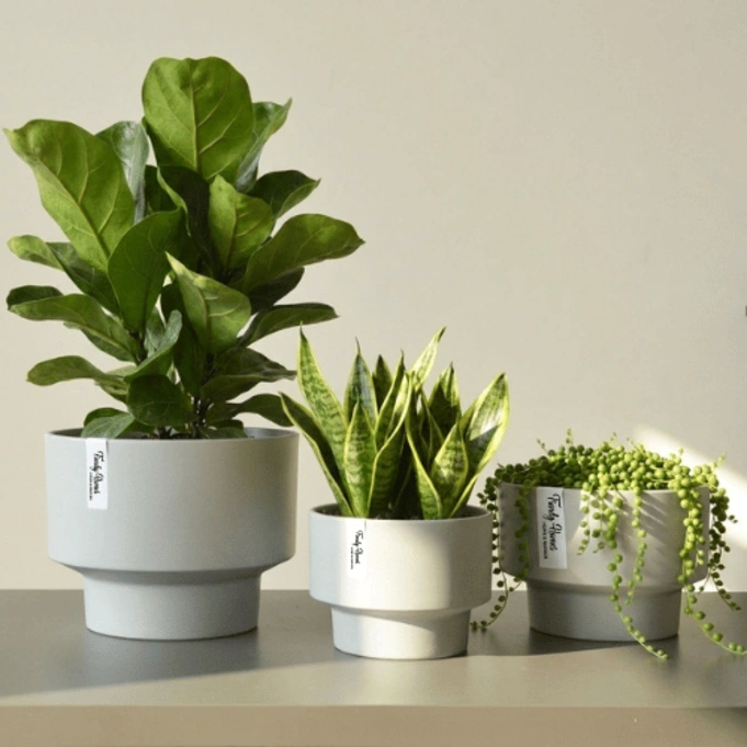 64-300 Classic Round Plastic Planter light Gray