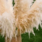 Natural Pampas Grass Stem - Image 11